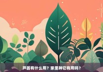 芦荟有什么用？家里种它有用吗？