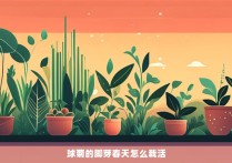 球菊的脚芽春天怎么栽活