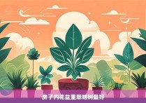 房子内花盆里栽啥树最好