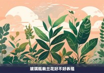 玻璃瓶栽兰花好不好养殖