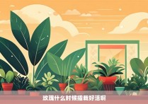 玫瑰什么时候插栽好活啊