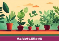 栽兰花为什么要用珍珠岩