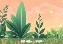 栽杨树有什么害处吗