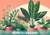 苋菜种哪个好？栽根还是栽苗？