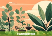 什么植物发芽水里栽