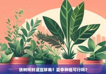 铁树何时适宜移栽？夏季种植可行吗？