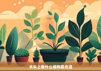 木头上栽什么植物最合适