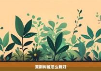 黄荆树桩怎么栽好