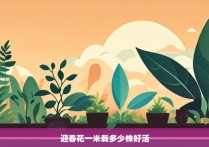 迎春花一米栽多少株好活