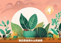 栽白菜苗用什么机械栽