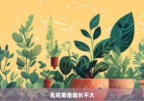 无花果地栽长不大