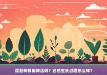 琵琶树枝能种活吗？它的生长过程怎么样？