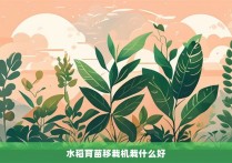 水稻育苗移栽机栽什么好