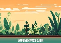 玫瑰老桩发芽后怎么地栽