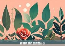 椰糠栽蟹爪兰须配什么