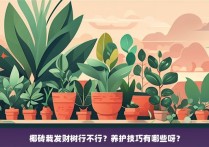 椰砖栽发财树行不行？养护技巧有哪些呀？