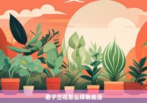 君子兰花怎么样栽能活