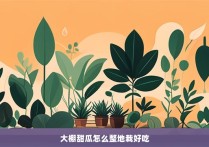 大棚甜瓜怎么整地栽好吃