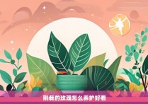 刚栽的玫瑰怎么养护好看