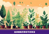 油漆桶栽月季好不好养活