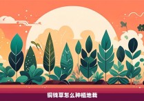 铜钱草怎么种植地栽