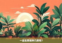 一盆生菜能种几颗呢？