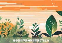 春季新栽苹果树发芽又蔫了怎么办