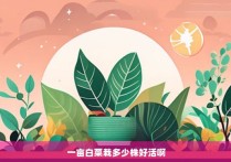 一亩白菜栽多少株好活啊