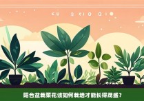 阳台盆栽菜花该如何栽培才能长得茂盛？