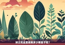 球兰花盆里能栽多少棵苗子呢？