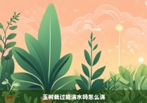 玉树栽过能浇水吗怎么浇