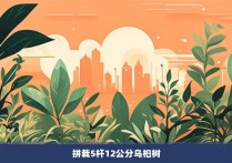 拼栽5杆12公分乌桕树