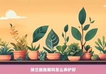 球兰能地栽吗怎么养护好