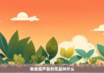 栽悬崖芦荟的花盆叫什么