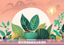 香水玫瑰地栽怎么养活好