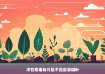 洋甘菊难栽吗是不是容易糊叶