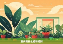 室内栽什么植物招财