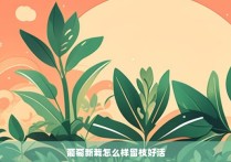 葡萄新栽怎么样留枝好活