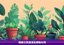 刚栽兰花能浇生根粉水吗