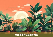 栽生菜用什么东西好用些