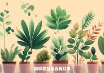 哪种花盆适合栽红掌