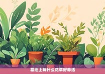 墓地上栽什么花草好养活