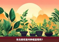 东北能在室内种植蓝莓吗？