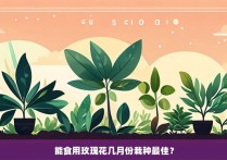 能食用玫瑰花几月份栽种最佳？