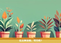 红土种沃柑，可行吗？