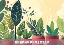 盆栽的枫树种子发芽之后怎么栽