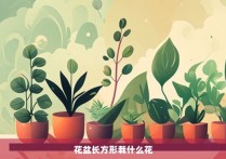 花盆长方形栽什么花