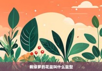 栽绿箩的花盆叫什么盆型