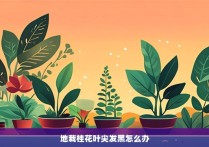 地栽桂花叶尖发黑怎么办