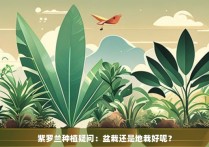 紫罗兰种植疑问：盆栽还是地栽好呢？